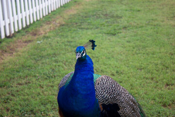 Obraz premium peacock in the park