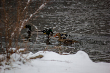 ducks in the winter
