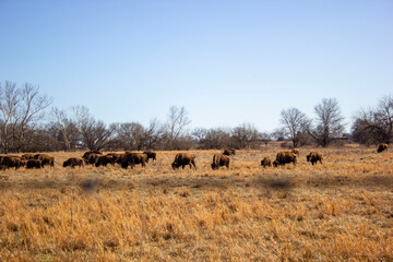 Fototapeta na wymiar Buffalo in Grass