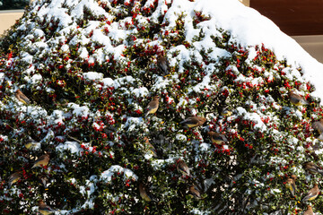 Fototapeta premium Yellow Birds Eating Holly Berries on a Holly Bush 