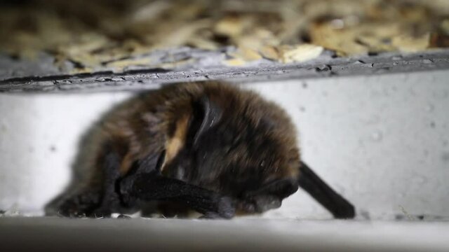 Bat in a batbox cleaning itself