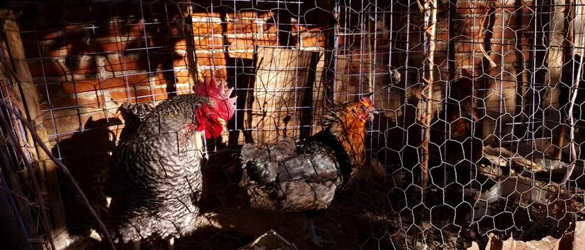 Gallina enfadada en corral