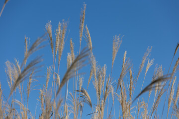 ススキと青空