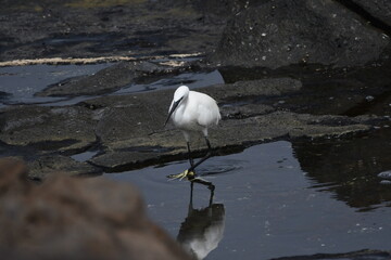 GARCETA COM&Uacute;N