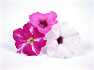 pink flower ,blooming petunia colorful isolated on white background ,sweet color ,macro image	