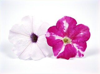 pink flower ,blooming petunia colorful isolated on white background ,sweet color ,macro image	