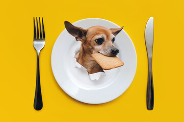 White plate with knife and fork on a yellow background. The head of a Toy Terrier dog with a cookie...