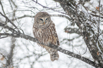 A barred owl is sitting on a tree branch in winter time