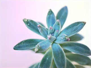Succulent shrub plants Echeveria harmsii , macro image with bright background ,green leaves	
