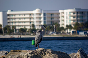 heron on the pier