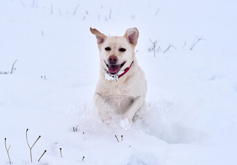 bonito perro labrador