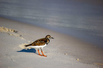 bird on the beach
