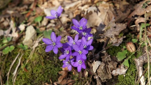 Flowers in the wood (Anemone Hepatica)