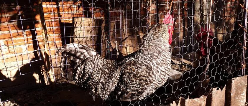 Gallo encerrado en corral