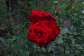 red rose in garden