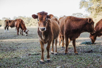Pretty Brown Cow in a Pasture with other Cows Looking at Camera