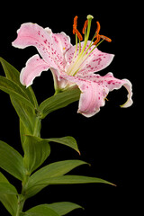 Big pink flower of oriental lily, isolated on black background