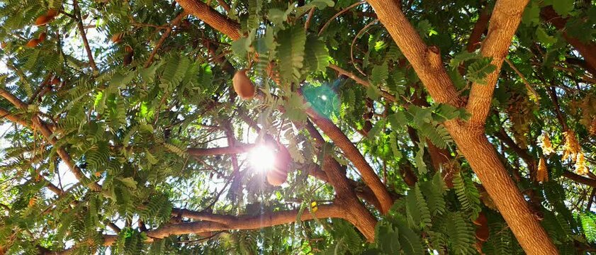 &Aacute;rbol de tamarindo