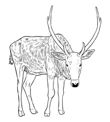 Hand drawn black and white illustration of a deer. Editable for changing color. Vector EPS. 