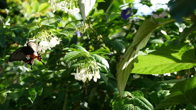 Wrightia religiosa Benth small white flowers are very fragrant. Were taken with natural light
