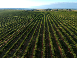 Aerial view of coffee plantation field in Brazil