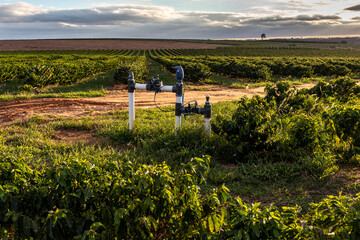 Fototapeta na wymiar View of coffee plantation being irrigated in the drip system in Brazil