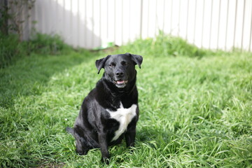 Buddy The Borador