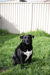 Buddy The Borador