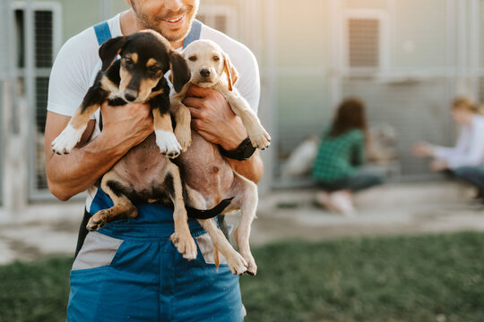 Transform a Pup's Life: Donate to a Dogs' Home Today