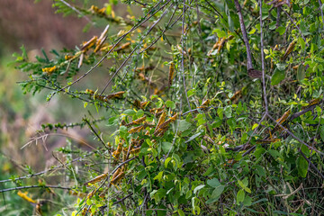 Desert Locusts eating lush new vegetation after drought breaking rains. It's a swarming short-horned grasshopper in the family Acrididae. Plagues destroy agricultural production in Africa, India, Asia