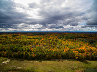 Horseshoe Valley Fall Forest