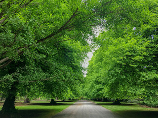 road in the forest