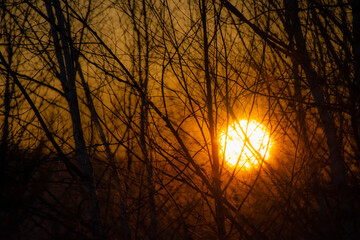 Sunset through the winter forest