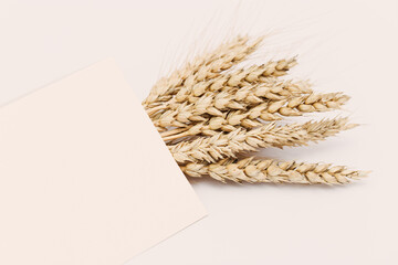 Sheaf of wheat ears close up on set sail champagne color background. Natural cereal plant, harvest...