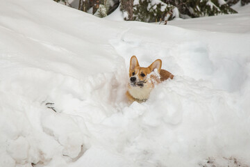 dog corgi breed fun frolicking on a frosty day in a snowy forest