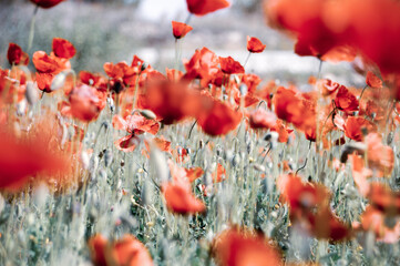 red poppy flowers