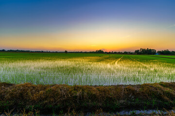 Fototapeta na wymiar Beautiful green field cornfield or corn in Asia country agriculture harvest with sunset sky background.