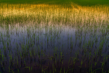 Obraz premium Beautiful green field cornfield or corn in Asia country agriculture harvest with sunset sky background.