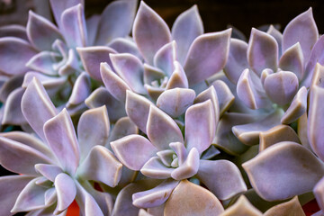 Fototapeta premium Cactus succulent garden desert plant in greenhouse