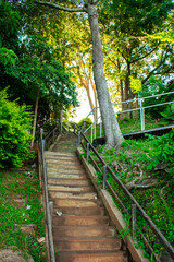 una escalera en la selva 