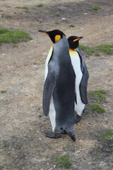 King Penguins, Volunteer Point, East Falkland.