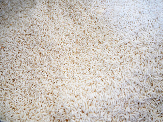 Farmer selects the impurity out off the grain jasmine rice seed by traditional hand process. Rice seeds are dried in the sun after being harvested from rice fields and milling.