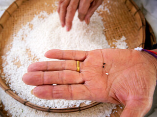 Farmer selects the impurity out off the grain jasmine rice seed by traditional hand process. Rice...