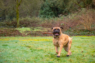 2021-02-01 A BULLMASTIFF PLAYING IN A FIELD WITH A STICK IN HER MOUTH