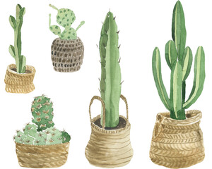 set of watercolor tall and small cacti in wicker pots