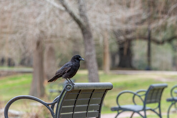 Black crow perched on park bench in audubon park