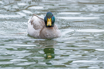 Male mallard duck with green head swimming and splashing in calm lake water