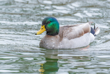 Fototapeta premium Male mallard duck with green head swimming and splashing in calm lake water