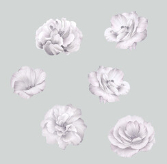 Flowers watercolor illustration.Manual composition.Big Set watercolor elements，Design for textile, wallpapers，Element for design,Greeting card