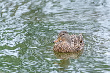 Brown speckled duck swimming in lake water